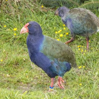 neuseeland-web-176.jpg