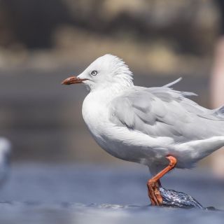 neuseeland-web-041.jpg